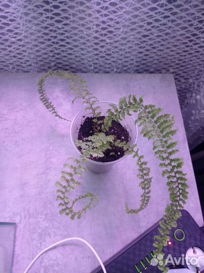 Папортник комнатный