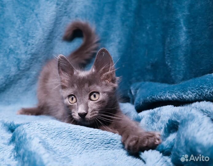 Котенок мальчик ищет дом