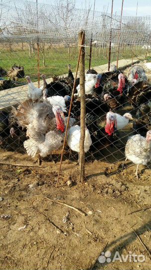 Яйцо инкубационное индейки