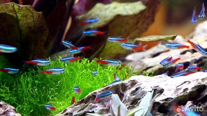 Неон голубой