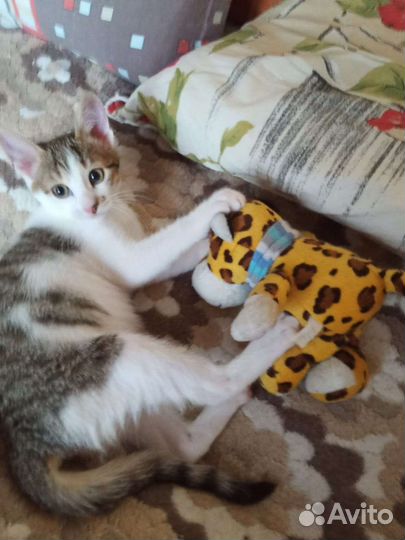 Кошки бесплатно