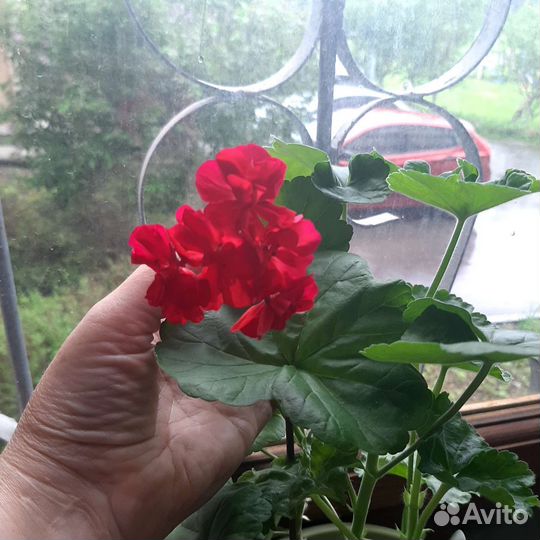 Герань пеларгония