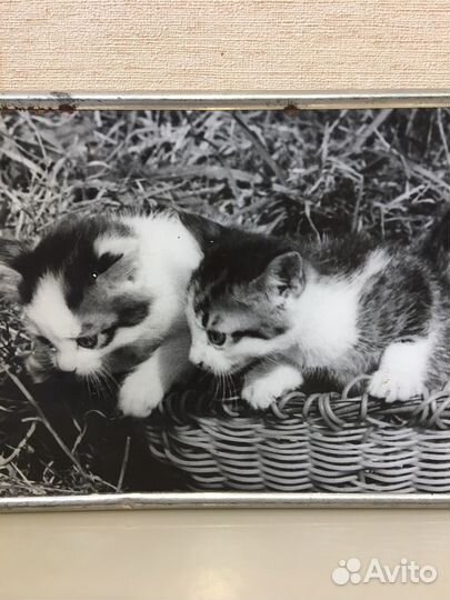 Фотокартина Котята СССР