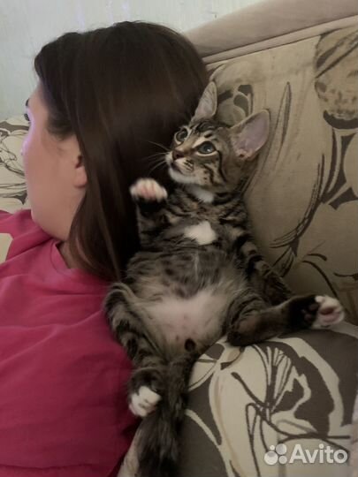 Кошка в дар бесплатно