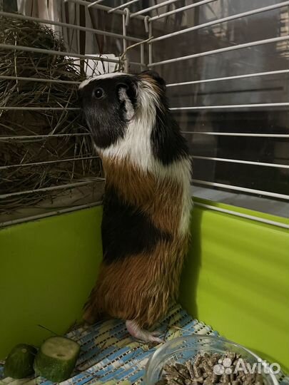 Морская свинка с приданым