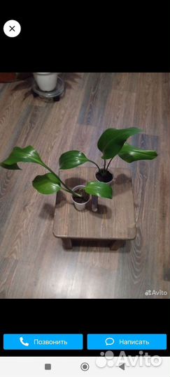 Комнатные растения