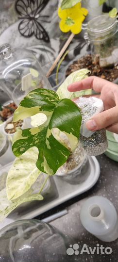 Монстера минима вариегатная рафидофора тетрасперма