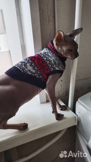 Одежда для животных