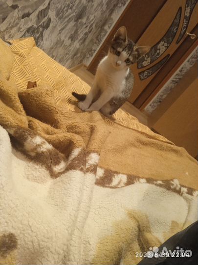 Котята обычные