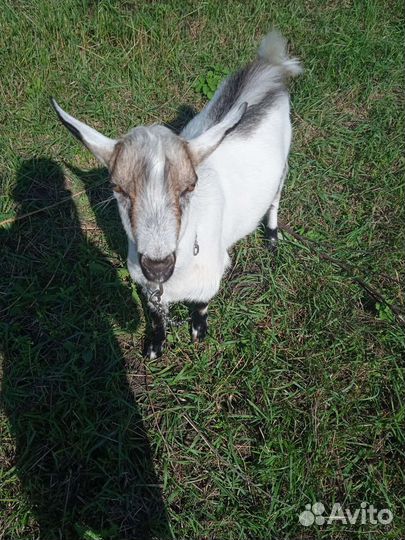 Козочка и козел