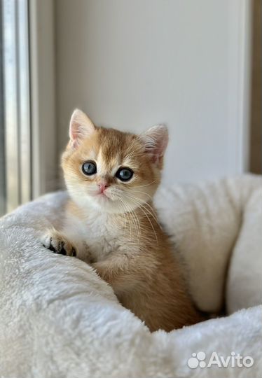 Шикарная кошка шоу тип золотая шиншилла