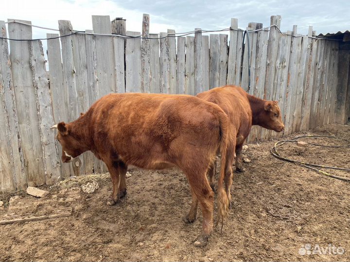 Нетели и коровы