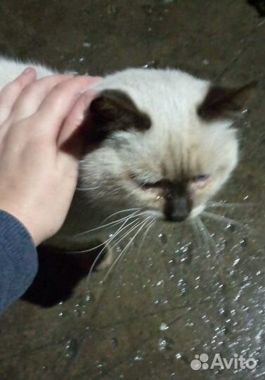 Котик ищет дом