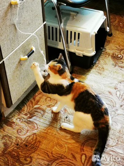 Трехцветная кошка