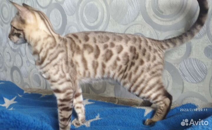 Бенгальский котёнок 6мес