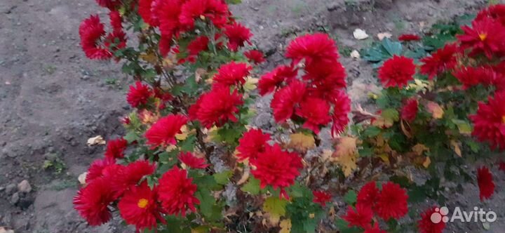 Хризантемы садовые: красные, розовые,жёлтые,кориич