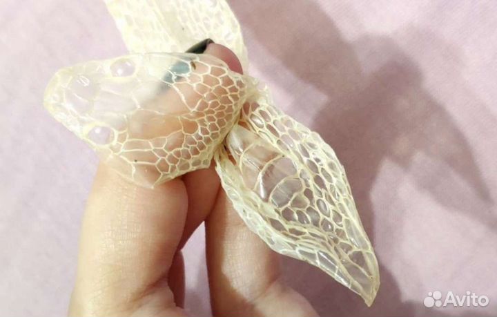 Змеиная кожа