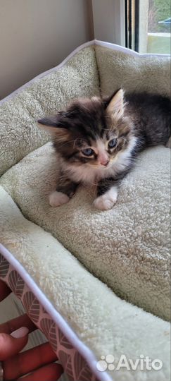 Котята