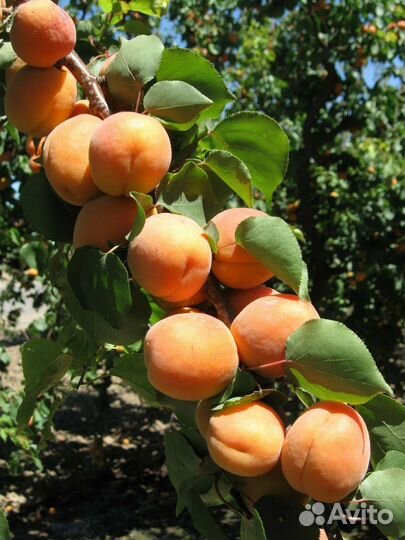 Саженцы абрикос оптом