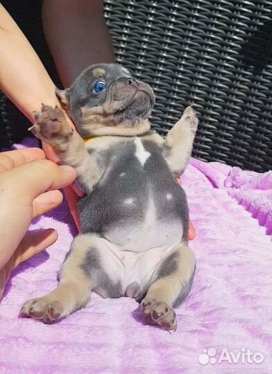 Французский бульдог лиловая девочка