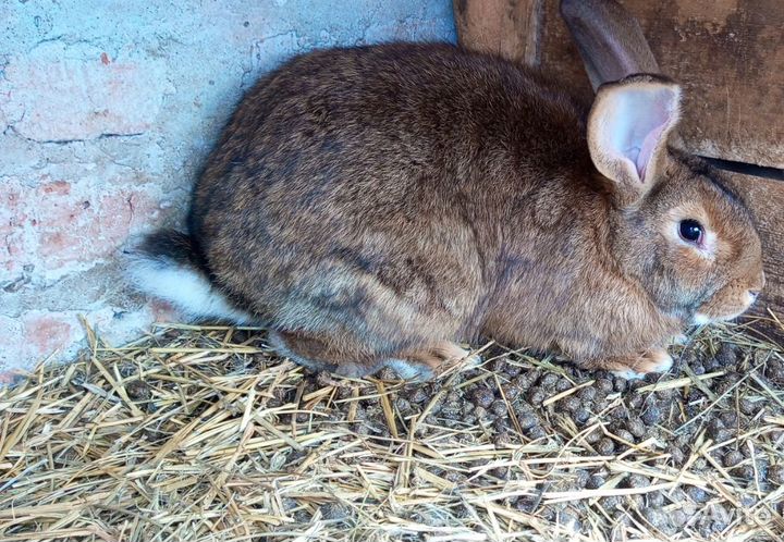 Продажа кроликов