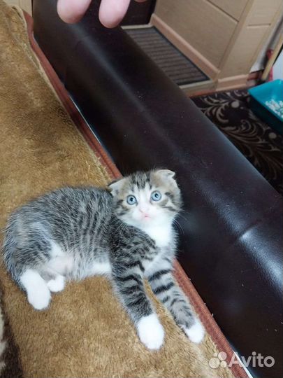 Вислоухие котята