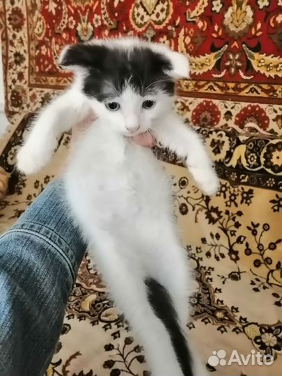 Отдам котят в заботливые руки