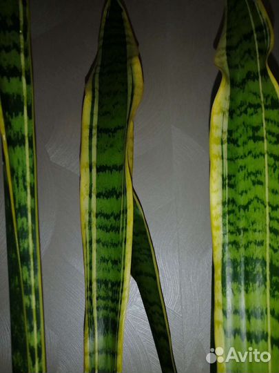 Цветы домашние