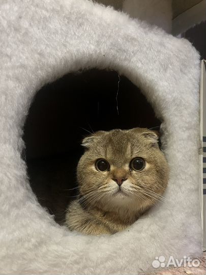 Шотландский вислоухий кот вязка