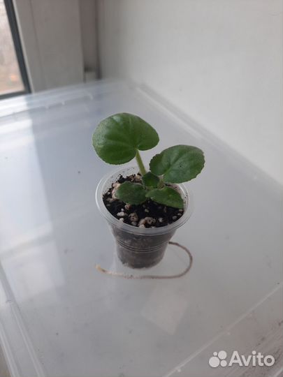 Детки сортовых фиалок