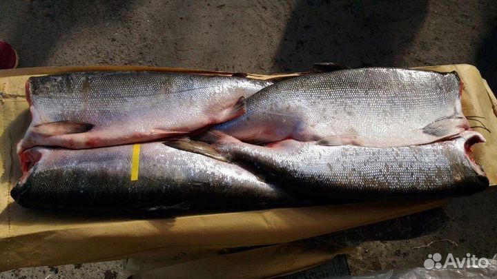 Нерка Кижуч дикий лосось