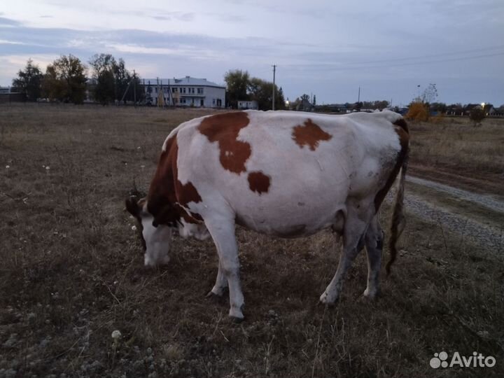 Корова дойная