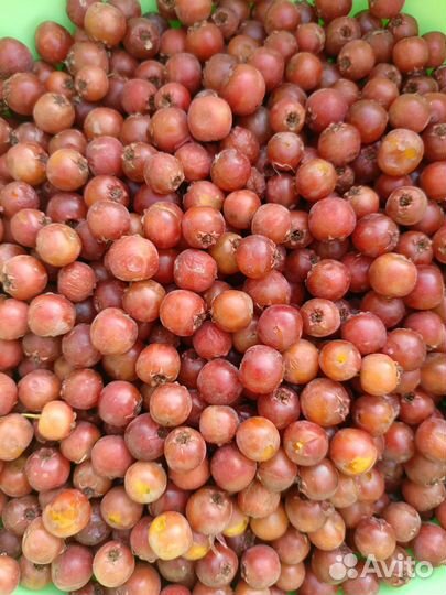 Боярышник ягоды