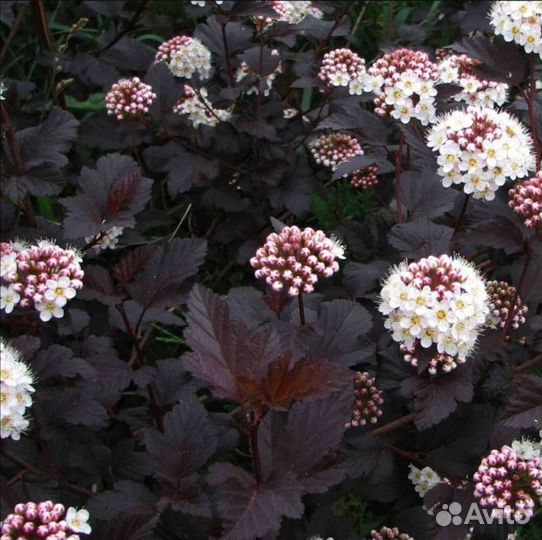 Пузыреплодник Диабло