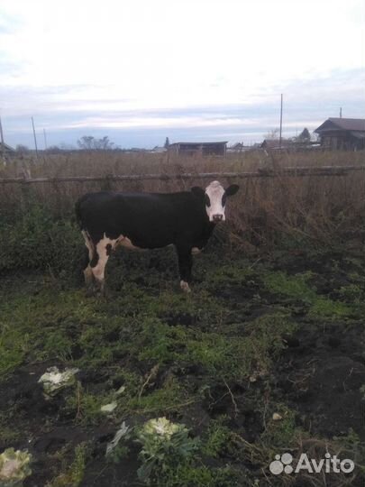 Корова с теленком
