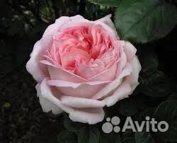 Ароматная роза непрерывного цветения Эмейзин Грейс