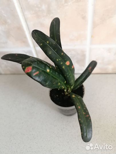 Комнатные растения-сингониум, фикус и др