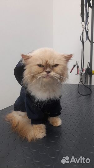 Кошка в добрые руки