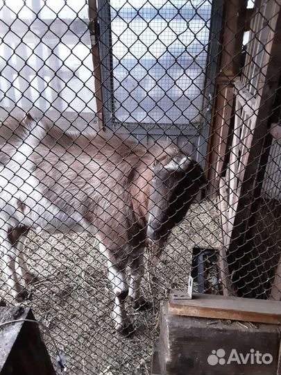 Козел ламанча