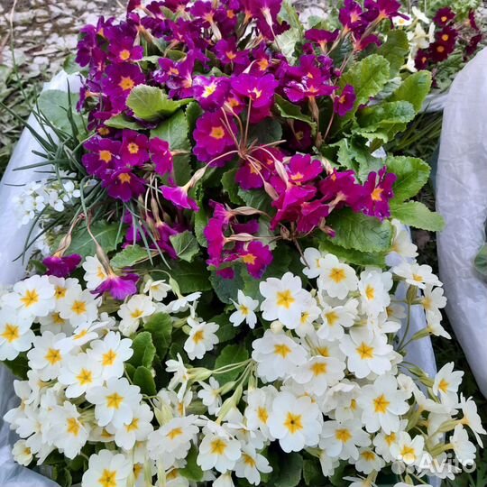 Многолетники для сада цветы