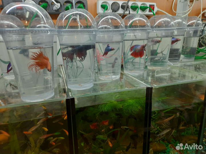 Рыбка петушок