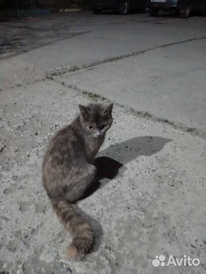 Кошка в дар бесплатно