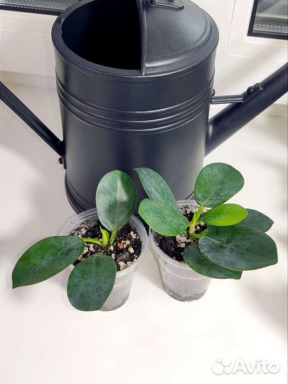 Сортовые фикусы