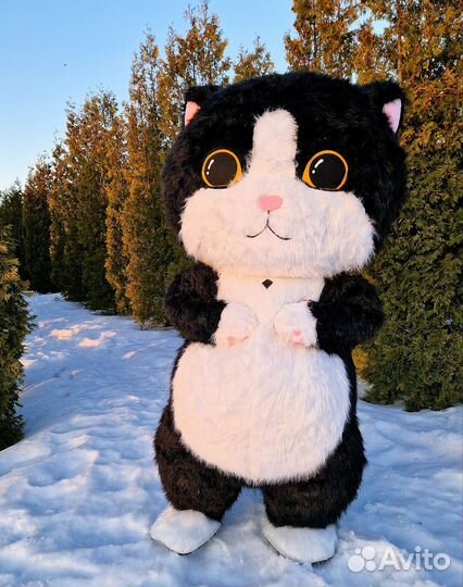 Поздравление с днем рождения. Кот сюрприз