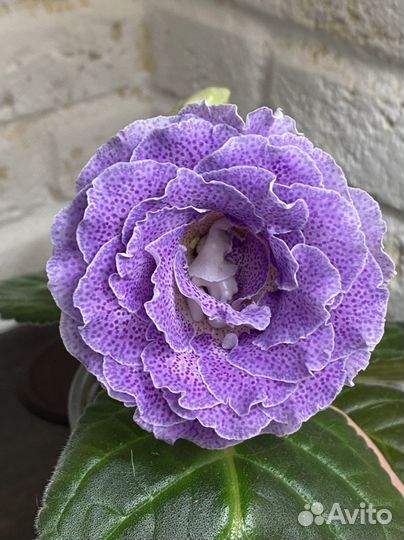 Глоксиния махровая «Лавандовый мартини» детка