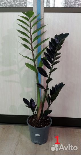 Комнатные растения, цветы. Замиокулькасы разные