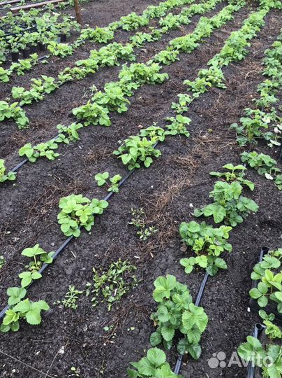 Рассада клубники Купчиха