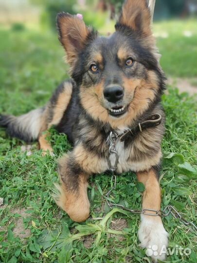 Щенок в добрые руки бесплатно