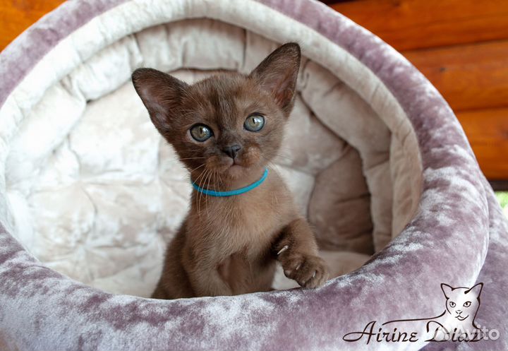 Европейская бурма