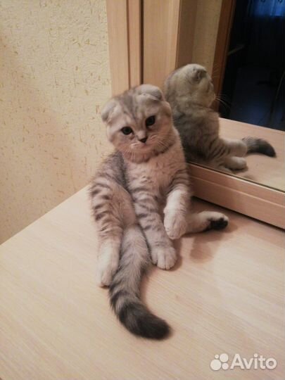 Котенок игривый